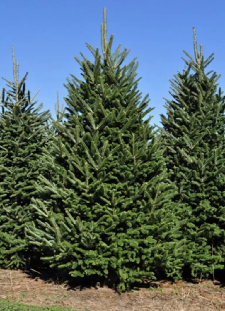 Fraser Fir trees growing in a field