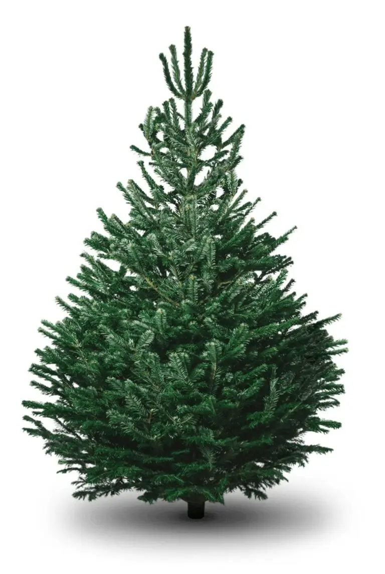Nordmann Fir Christmas tree